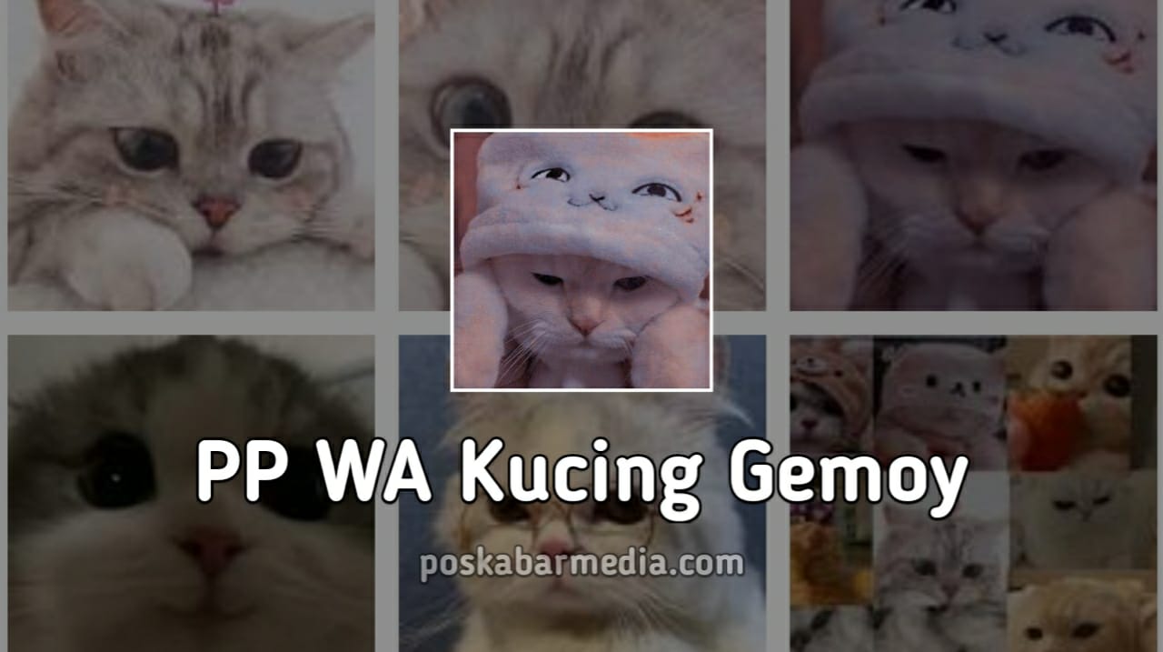 PP WA Kucing Gemoy